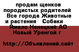 продам щенков породистых родителей - Все города Животные и растения » Собаки   . Ямало-Ненецкий АО,Новый Уренгой г.